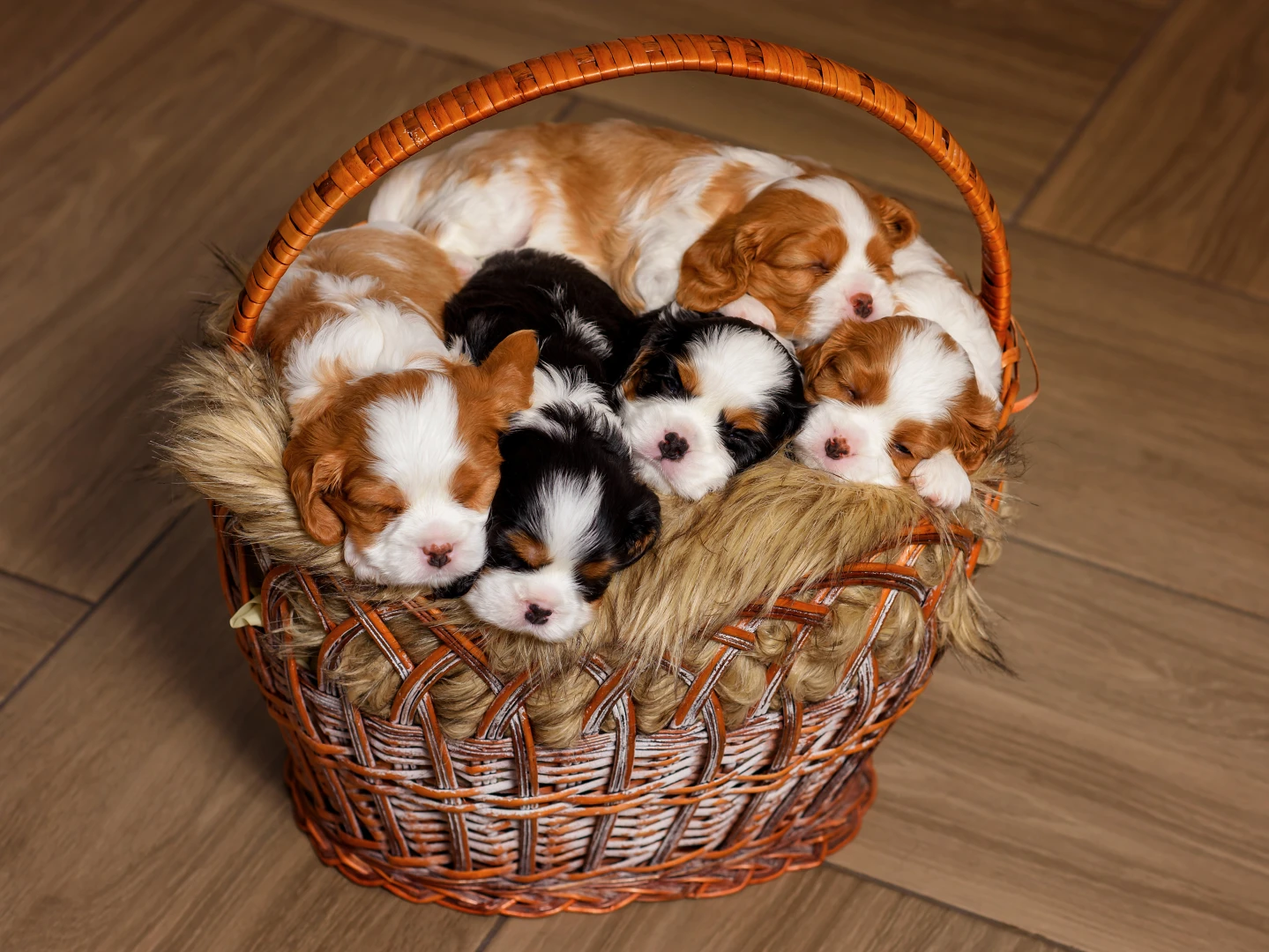 Il Regno dei Cuccioli