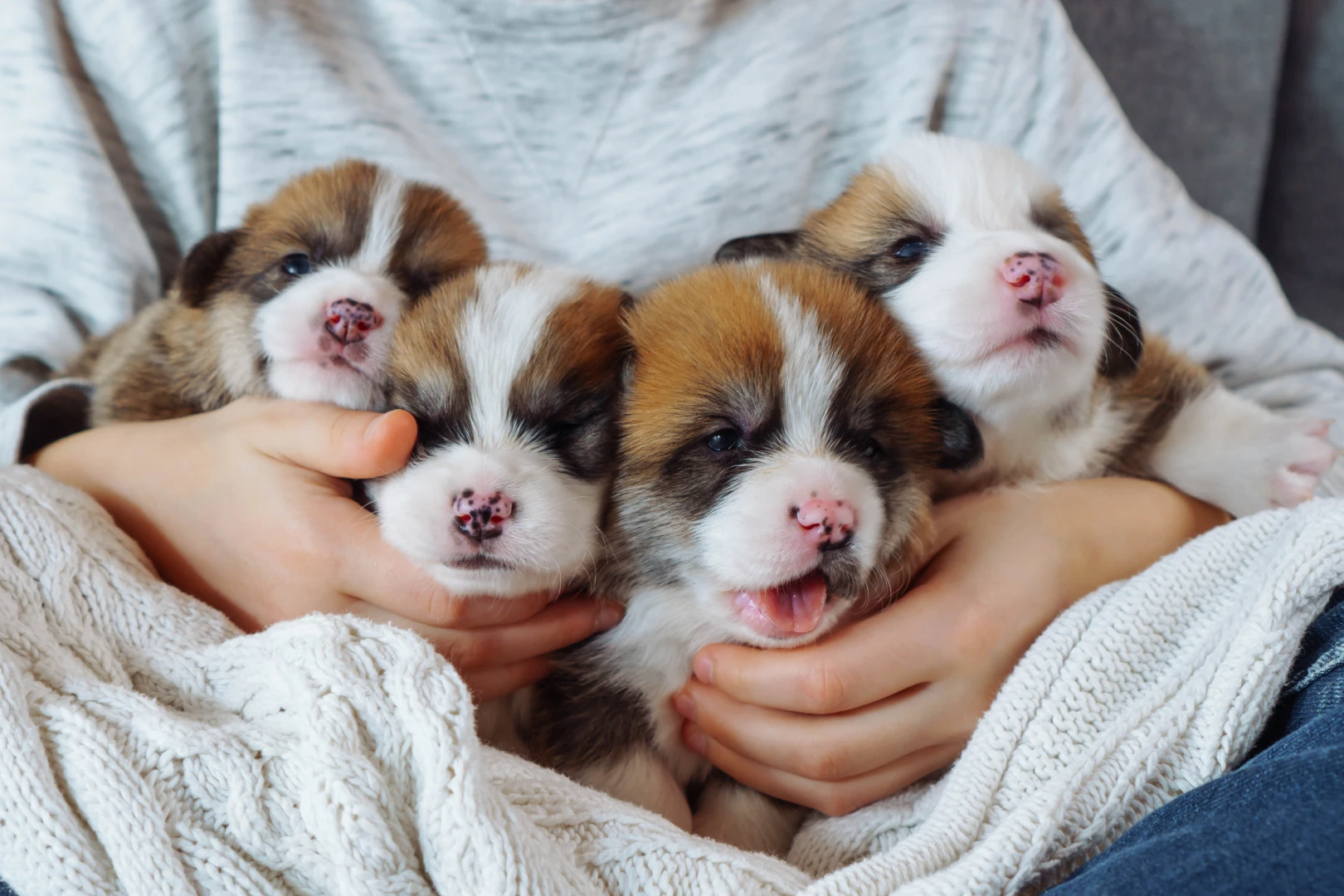 Il Regno dei Cuccioli
