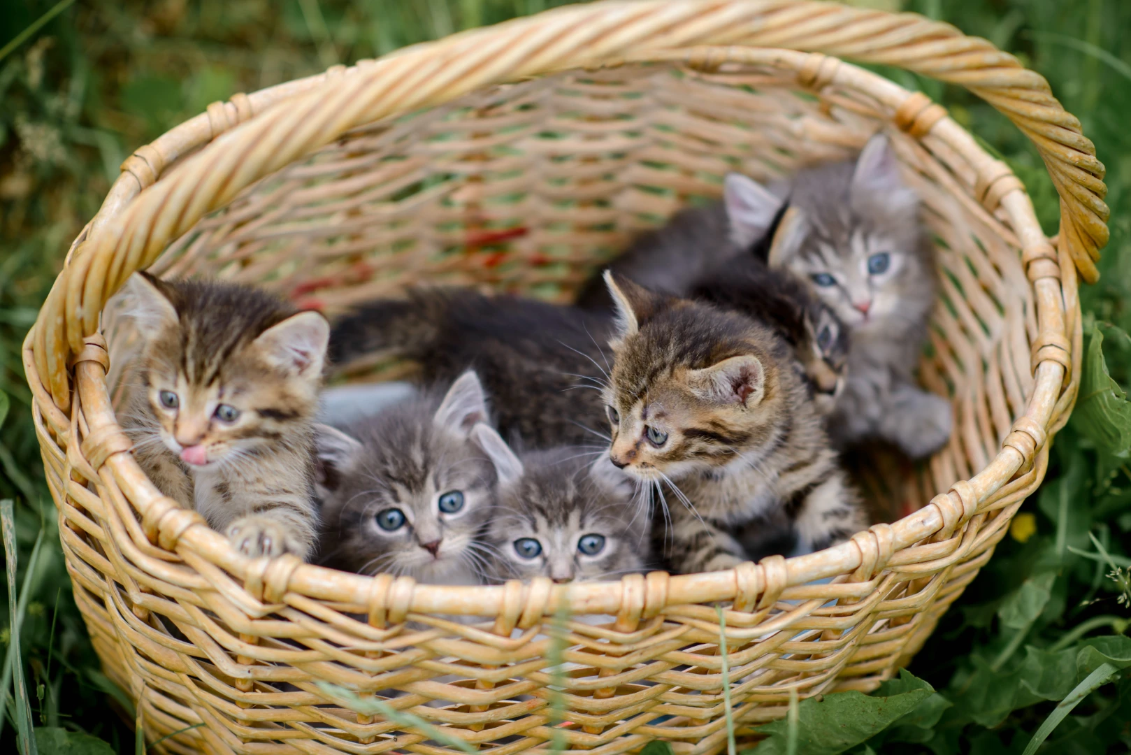 Il Regno dei Cuccioli